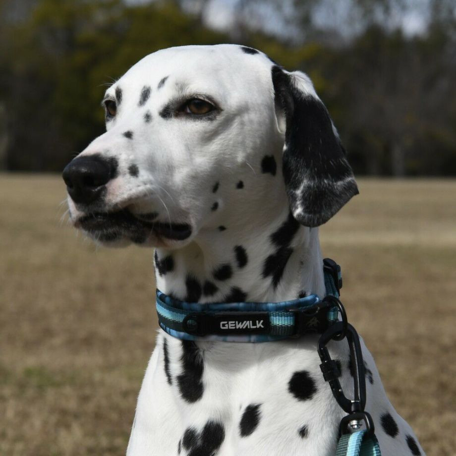 LGE103 コンフォタブルカラー　エコ【3.5号 4号】首輪  犬  GEWALK  ジウォーク  首輪