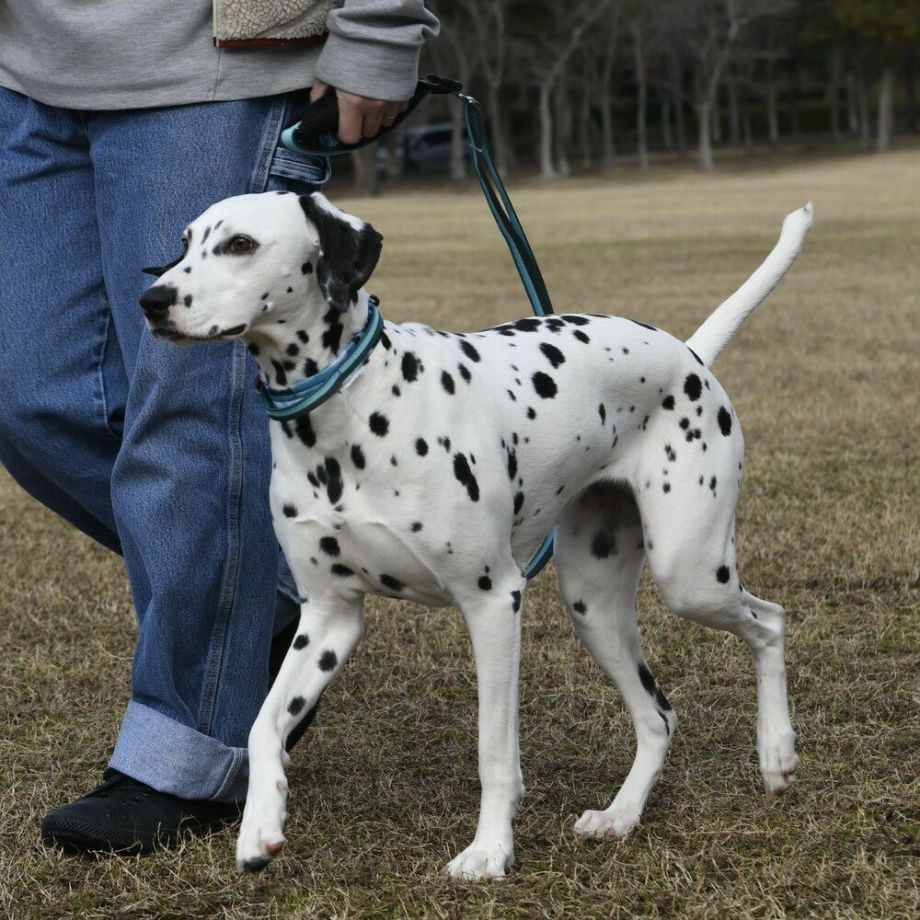 LGE103 コンフォタブルカラー　エコ【3.5号 4号】首輪  犬  GEWALK  ジウォーク  首輪