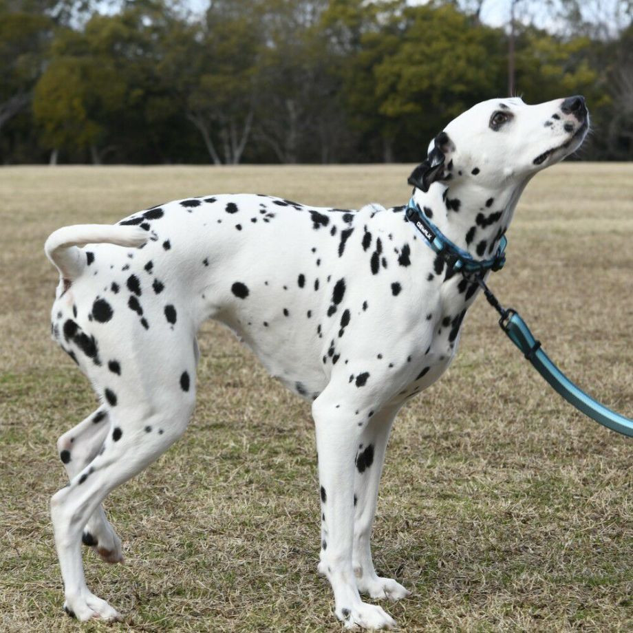 LGE103 コンフォタブルカラー　エコ【3.5号 4号】首輪  犬  GEWALK  ジウォーク  首輪