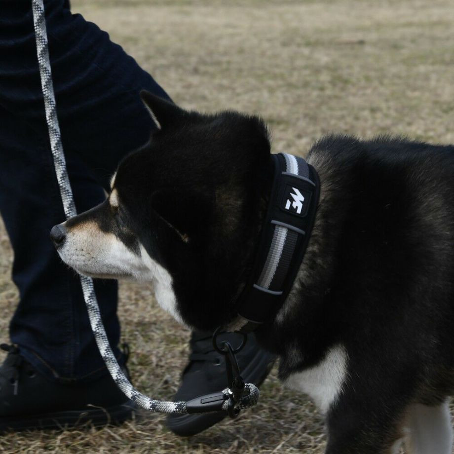 LGE103 コンフォタブルカラー　エコ【3.5号 4号】首輪  犬  GEWALK  ジウォーク  首輪