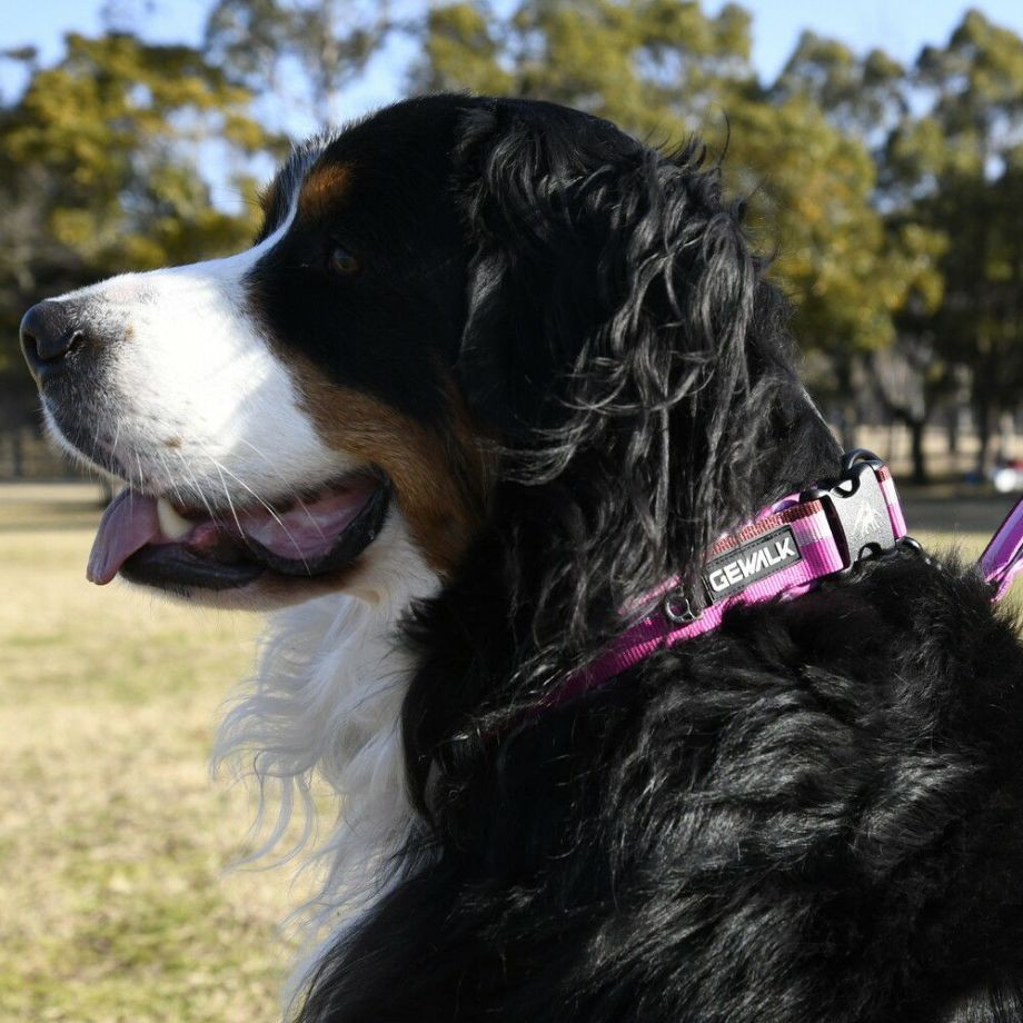 LGE103 コンフォタブルカラー　エコ【4.5号 5号】首輪  犬  GEWALK  ジウォーク  首輪