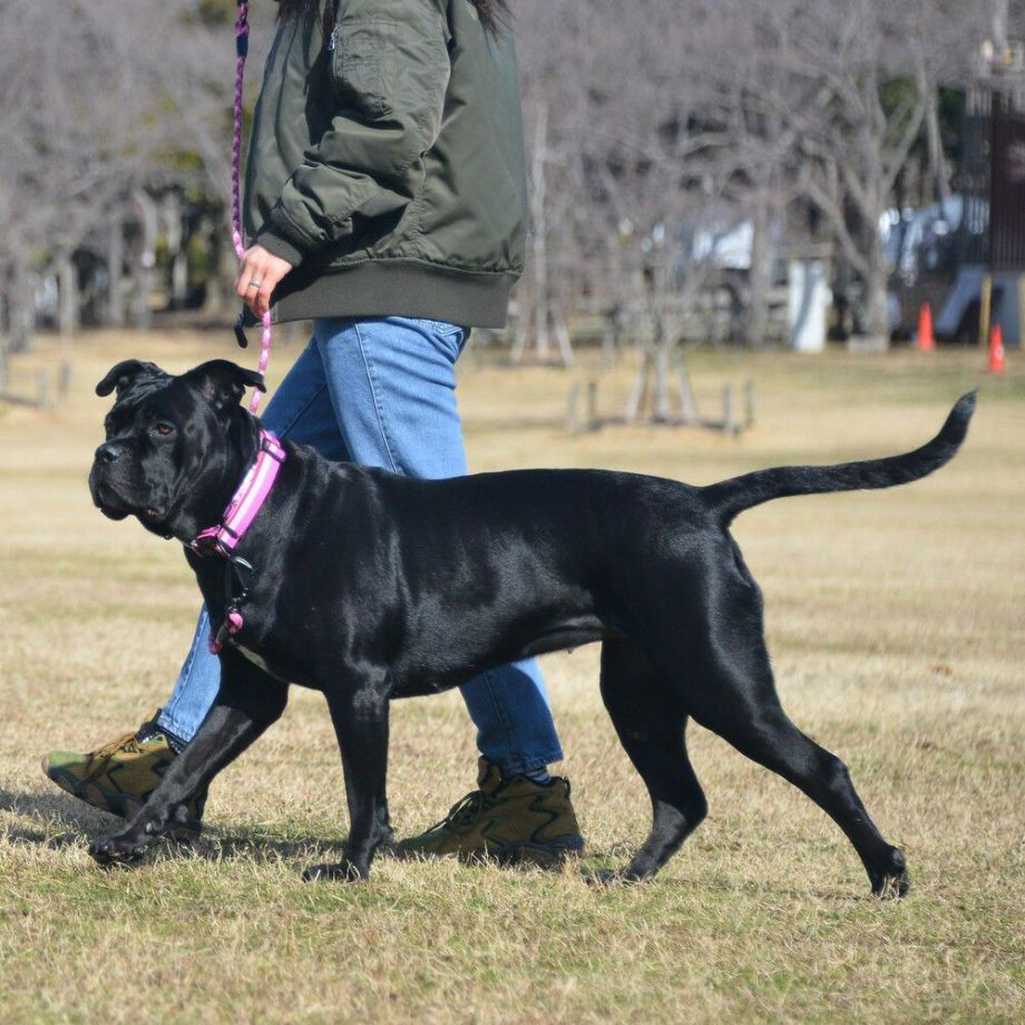 LGE103 コンフォタブルカラー　エコ【4.5号 5号】首輪  犬  GEWALK  ジウォーク  首輪