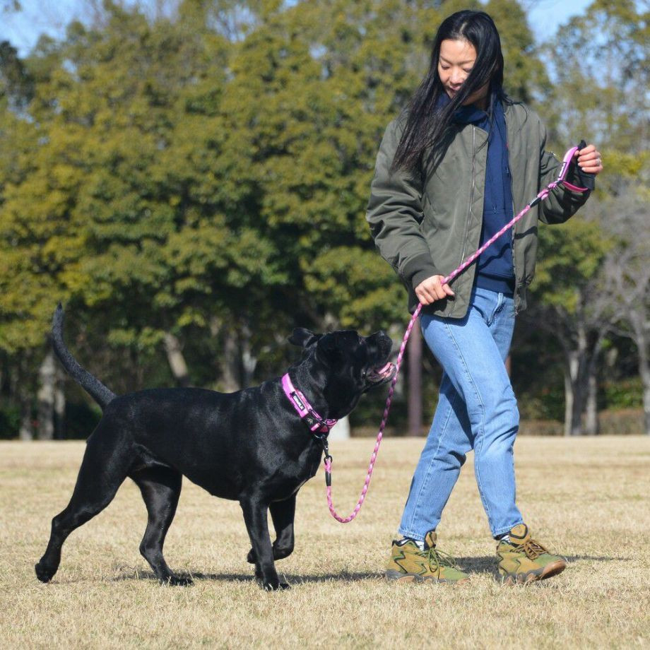 LGE103 コンフォタブルカラー　エコ【4.5号 5号】首輪  犬  GEWALK  ジウォーク  首輪