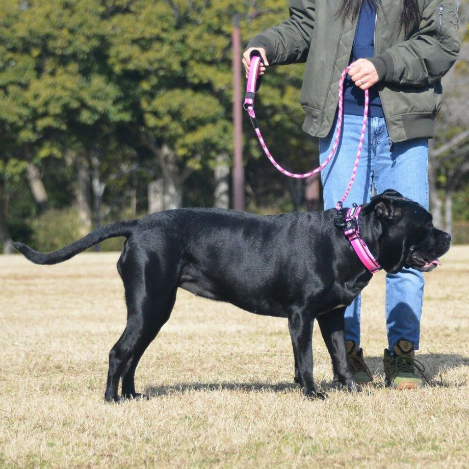 LGE103 コンフォタブルカラー　エコ【4.5号 5号】首輪  犬  GEWALK  ジウォーク  首輪