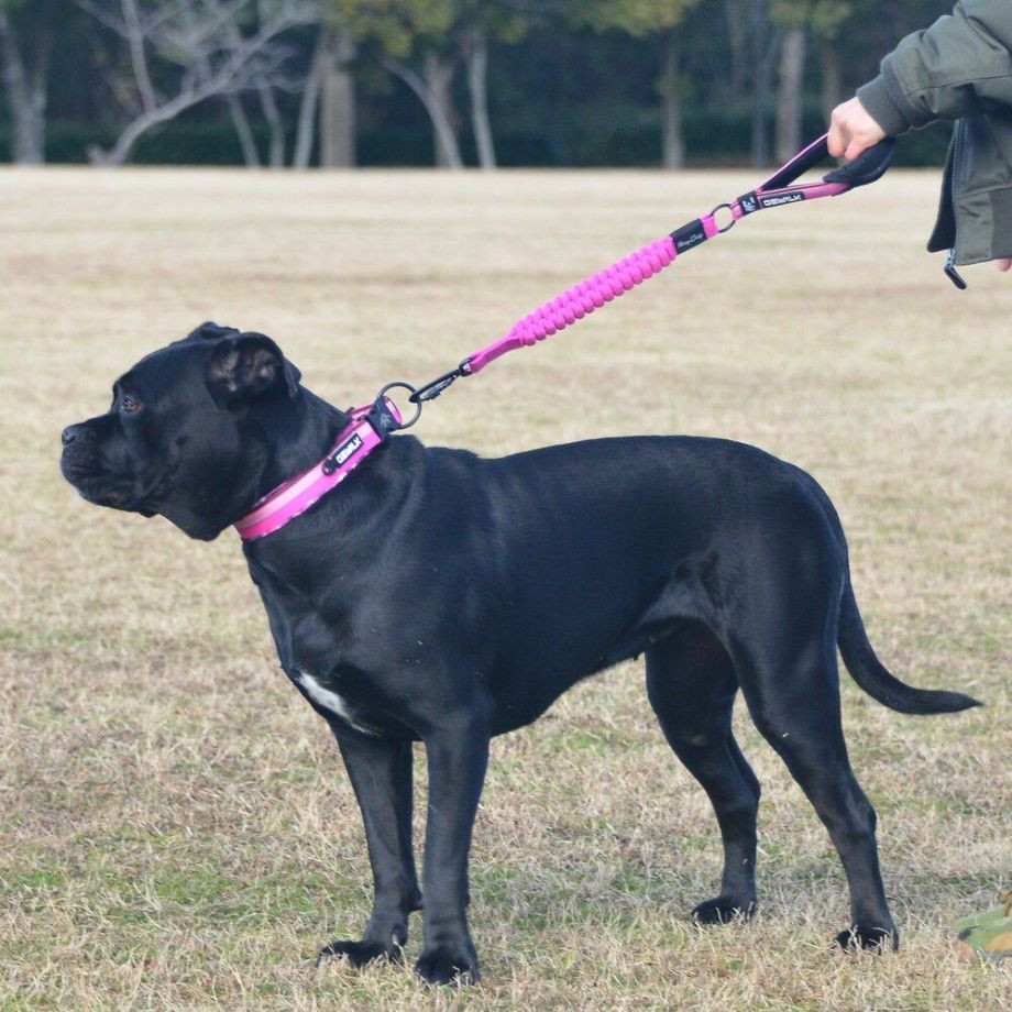 LGE103 コンフォタブルカラー　エコ【4.5号 5号】首輪  犬  GEWALK  ジウォーク  首輪