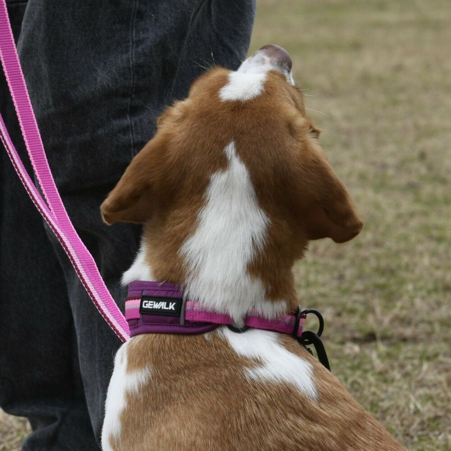 LGE104　ハーフチョークカラー　エコ【2.5号 3号】首輪  犬  GEWALK  ジウォーク  首輪