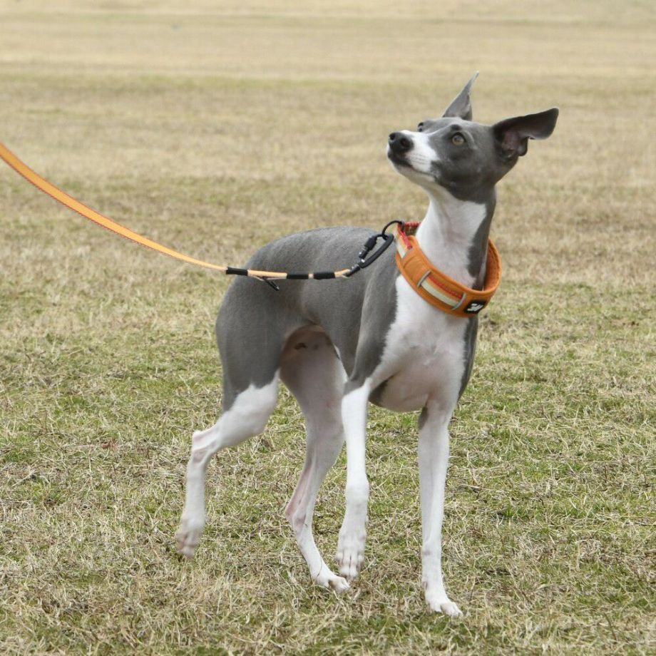 LGE104　ハーフチョークカラー　エコ【2.5号 3号】首輪  犬  GEWALK  ジウォーク  首輪