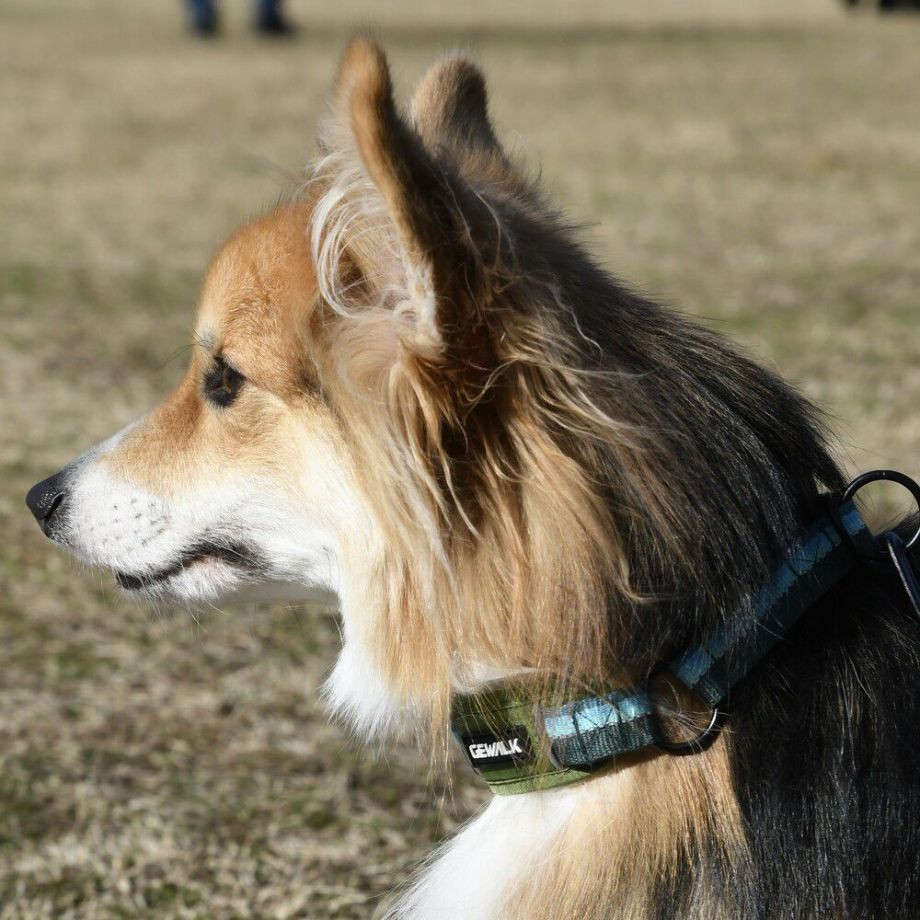 LGE104　ハーフチョークカラー　エコ【2.5号 3号】首輪  犬  GEWALK  ジウォーク  首輪