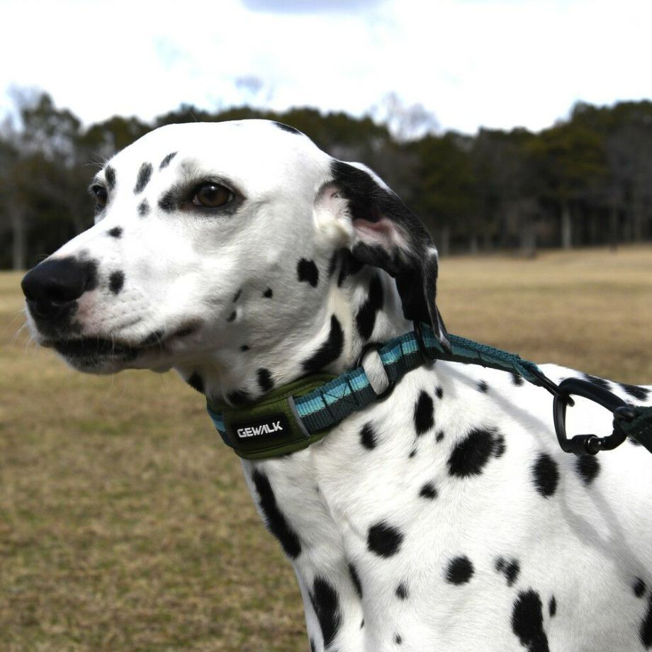 LGE104　ハーフチョークカラー　エコ【2.5号 3号】首輪  犬  GEWALK  ジウォーク  首輪