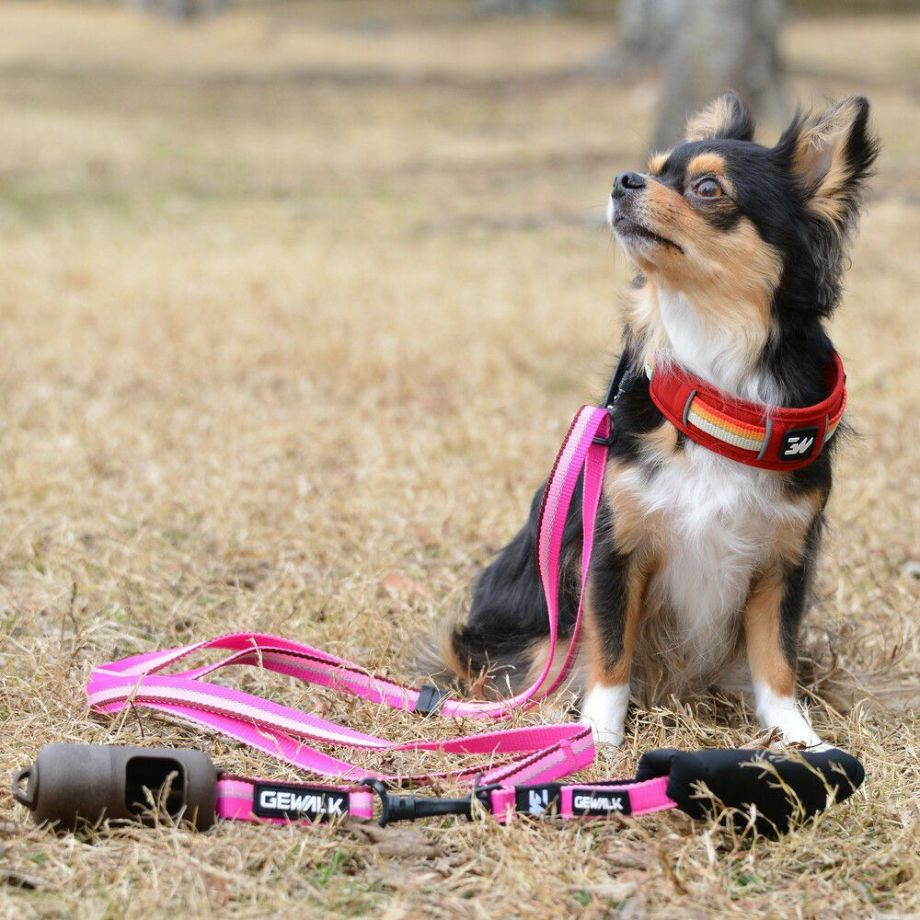 LGE104　ハーフチョークカラー　エコ【2.5号 3号】首輪  犬  GEWALK  ジウォーク  首輪