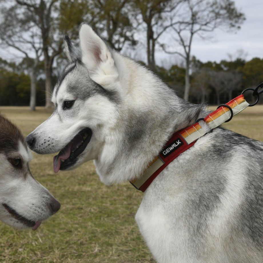 LGE104　ハーフチョークカラー　エコ【4号 5号】首輪  犬  GEWALK  ジウォーク  首輪