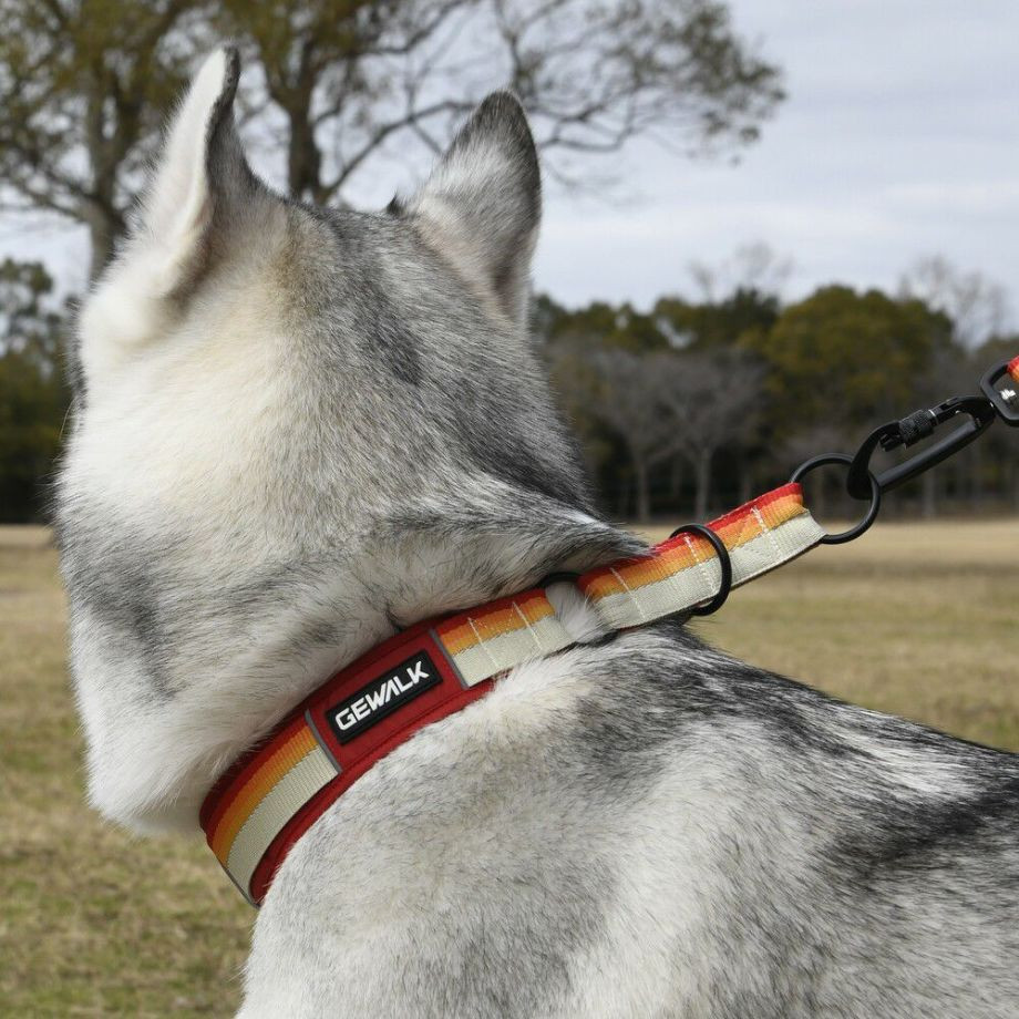 LGE104　ハーフチョークカラー　エコ【4号 5号】首輪  犬  GEWALK  ジウォーク  首輪