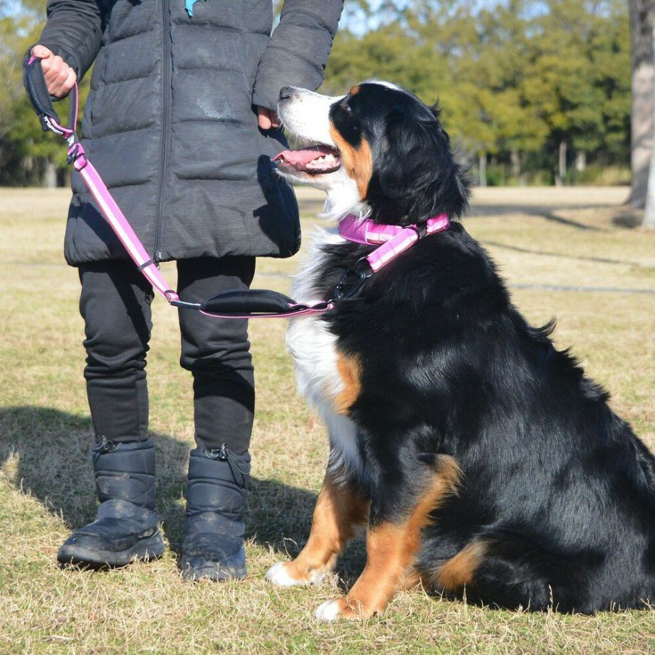 LGE104　ハーフチョークカラー　エコ【4号 5号】首輪  犬  GEWALK  ジウォーク  首輪