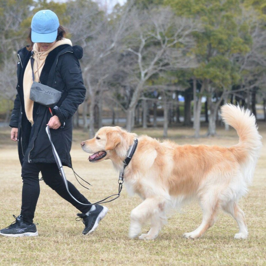 LGE104　ハーフチョークカラー　エコ【4号 5号】首輪  犬  GEWALK  ジウォーク  首輪