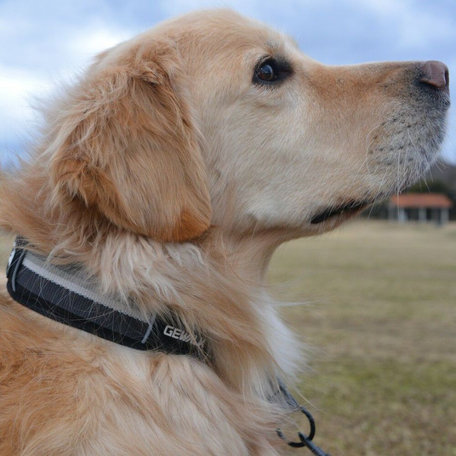 LGE104　ハーフチョークカラー　エコ【4号 5号】首輪  犬  GEWALK  ジウォーク  首輪