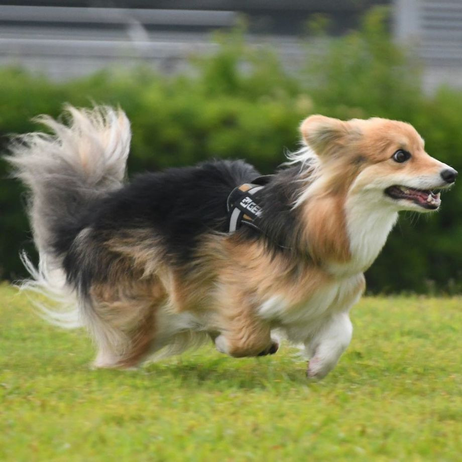 ワイルド　エクスプローラー　コーデュラ　エコ【S】ハーネス  犬  GEWALK  ジウォーク  ハーネス