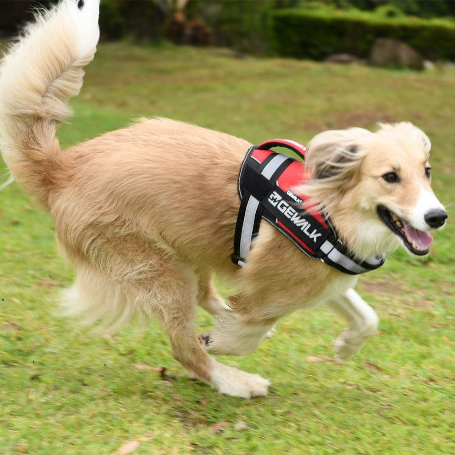 ワイルド　エクスプローラー　コーデュラ　エコ【M】ハーネス  犬  GEWALK  ジウォーク  ハーネス