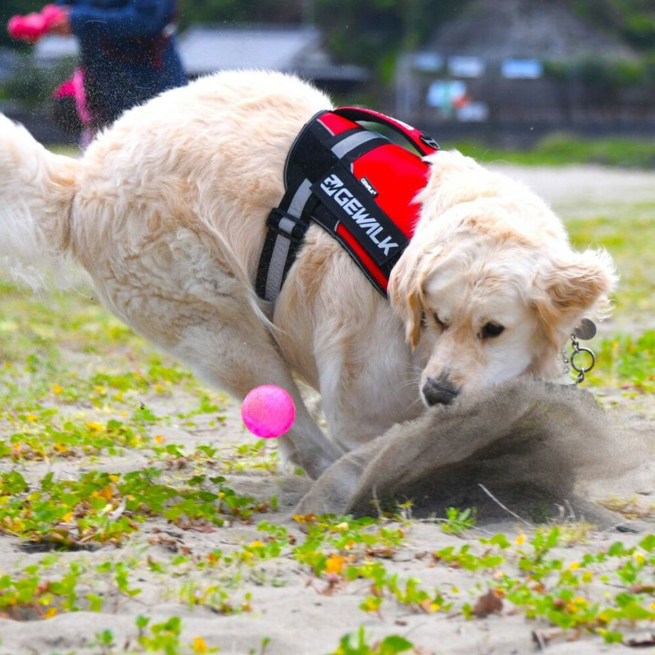 ワイルド　エクスプローラー　コーデュラ　エコ【L】ハーネス  犬  GEWALK  ジウォーク  ハーネス