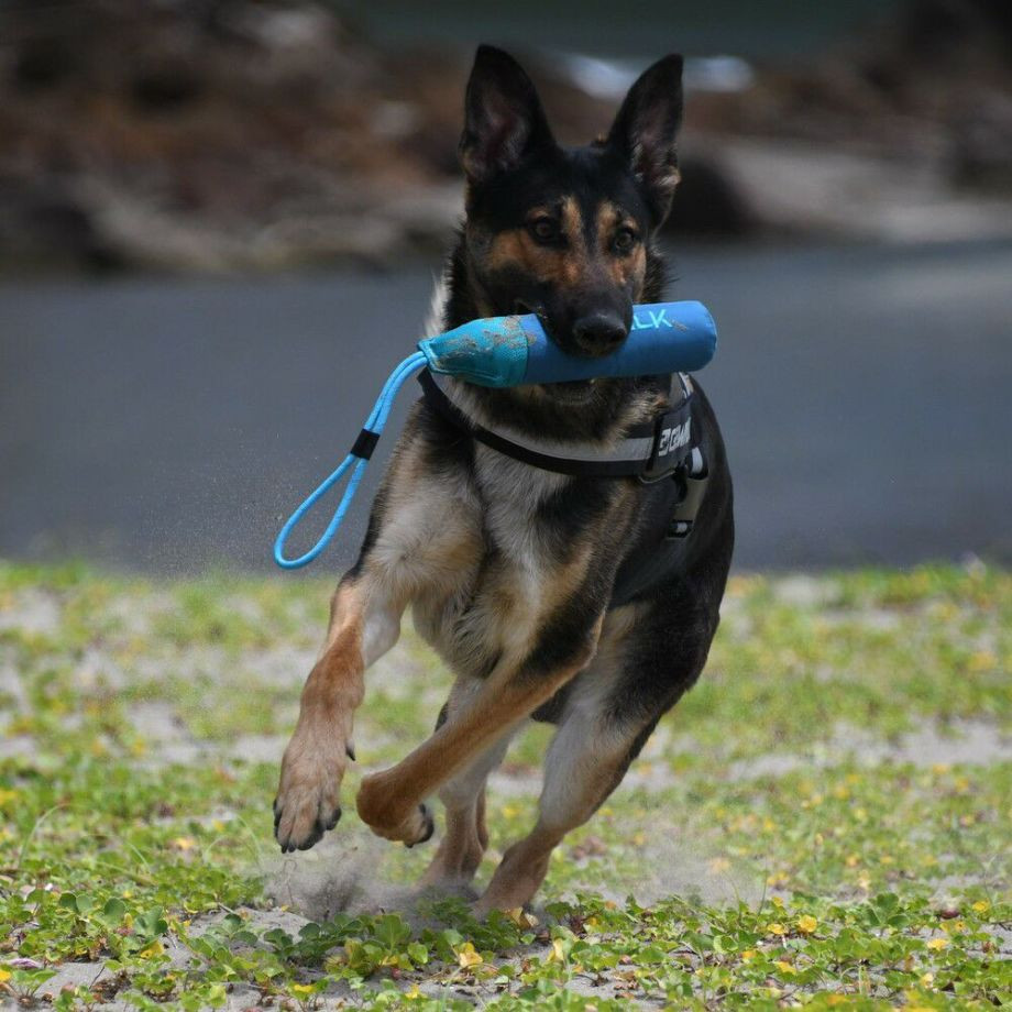 Ｚ－７　バイティング　フロート【S】おもちゃ  犬  GEWALK    おもちゃ