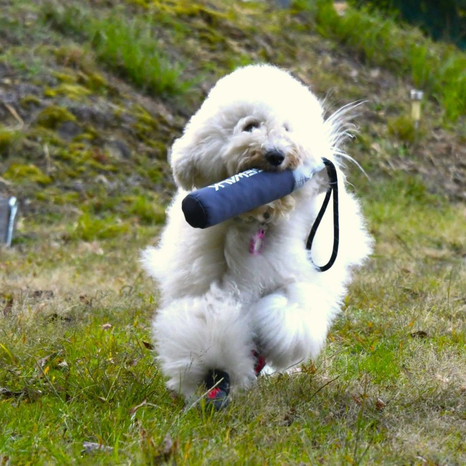 Ｚ－７　バイティング　フロート【S】おもちゃ  犬  GEWALK    おもちゃ