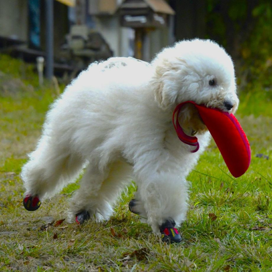 Ｚ－７　バイティング　バナナ【M】おもちゃ  犬  GEWALK    おもちゃ