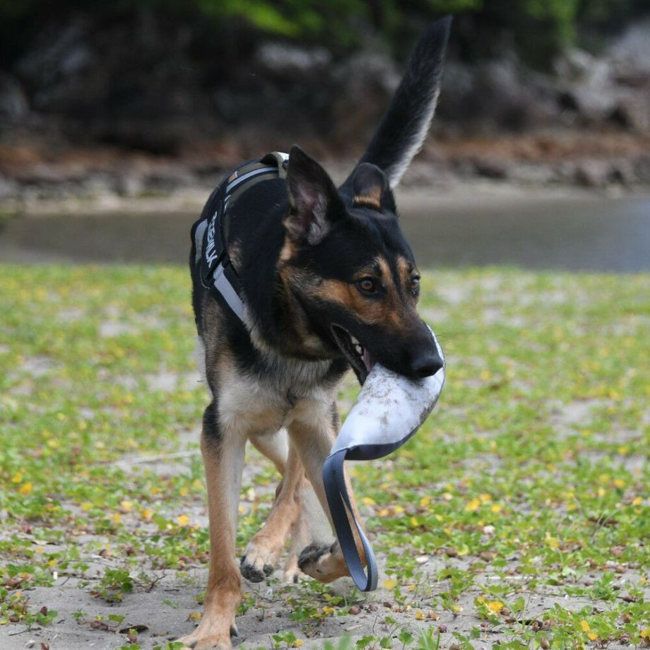 Ｚ－７　バイティング　バナナ【M】おもちゃ  犬  GEWALK    おもちゃ