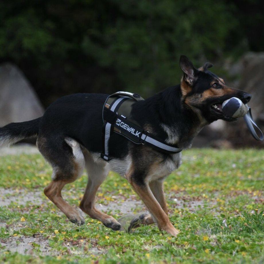 Ｚ－７　バイティング　バナナ【M】おもちゃ  犬  GEWALK    おもちゃ