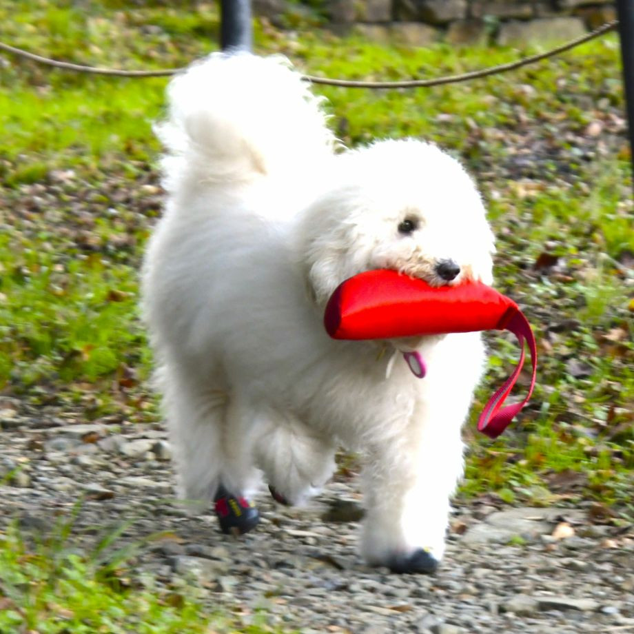 Ｚ－７　バイティング　バナナ【M】おもちゃ  犬  GEWALK    おもちゃ