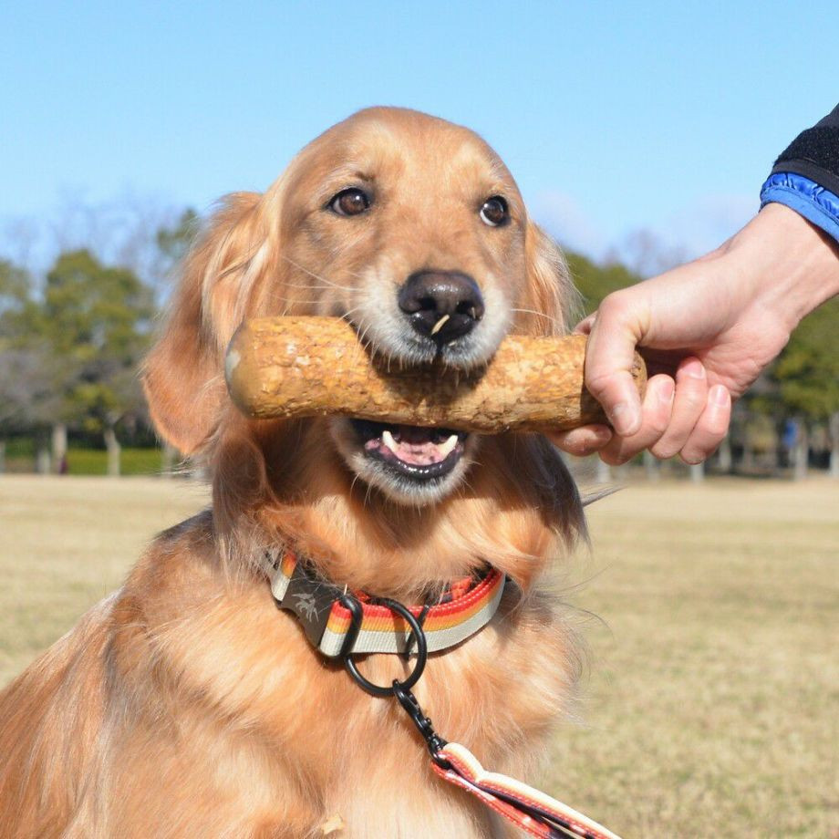 ドッグ　チュウ　スティック　コーヒー　ツリー【2XL】  犬  GEWALK  ジウォーク  コーヒーウッド