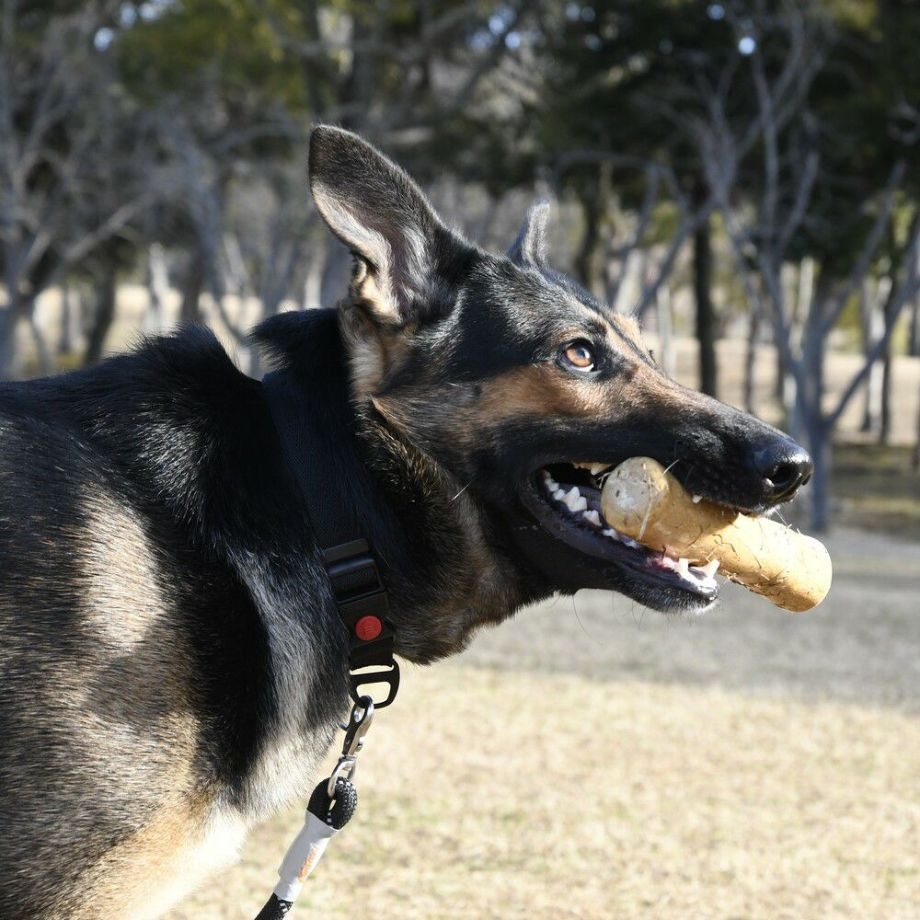 ドッグ　チュウ　スティック　コーヒー　ツリー【3XL】  犬  GEWALK  ジウォーク  コーヒーウッド