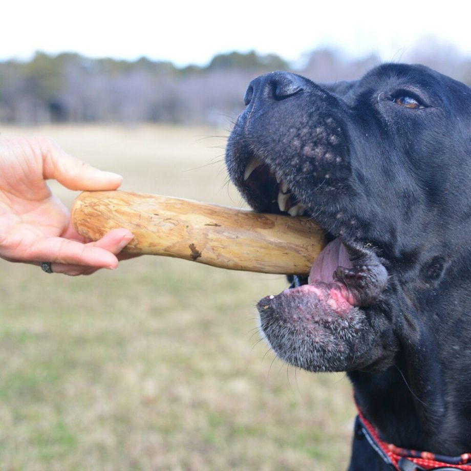 ドッグ　チュウ　スティック　コーヒー　ツリー【3XL】  犬  GEWALK  ジウォーク  コーヒーウッド