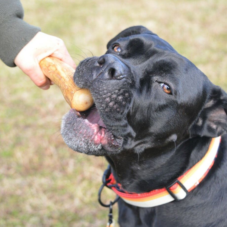 ドッグ　チュウ　スティック　コーヒー　ツリー【3XL】  犬  GEWALK  ジウォーク  コーヒーウッド