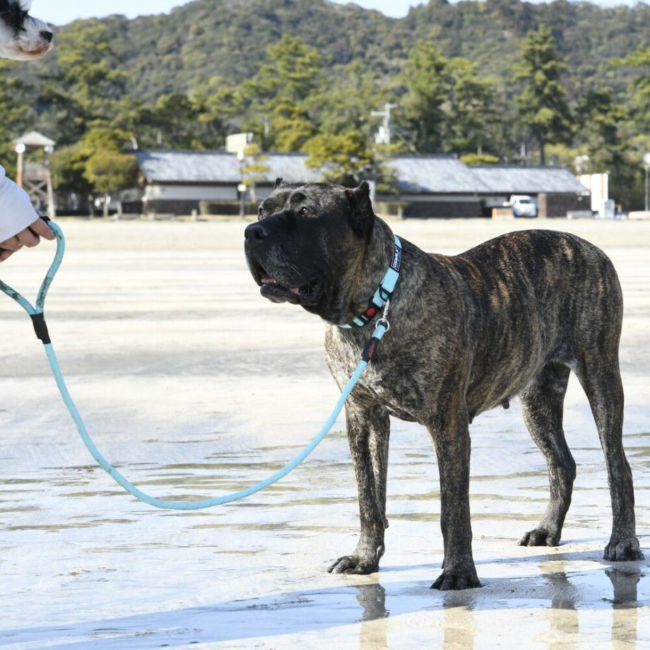 LGE305　カラーズオブネイチャーシリーズ 【L】リード  犬  GEWALK  ジウォーク  リード