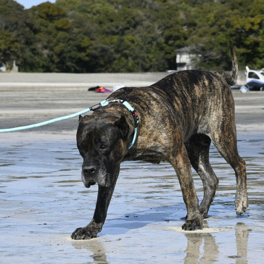 LGE305　カラーズオブネイチャーシリーズ 【L】リード  犬  GEWALK  ジウォーク  リード