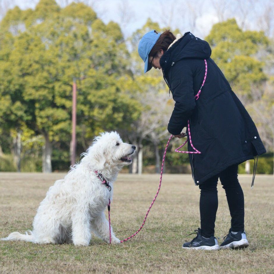 ＧＷ　マルチ　ファンクション　ロープリーシュ　エコ　300【L】リード  犬  GEWALK  ジウォーク  リード