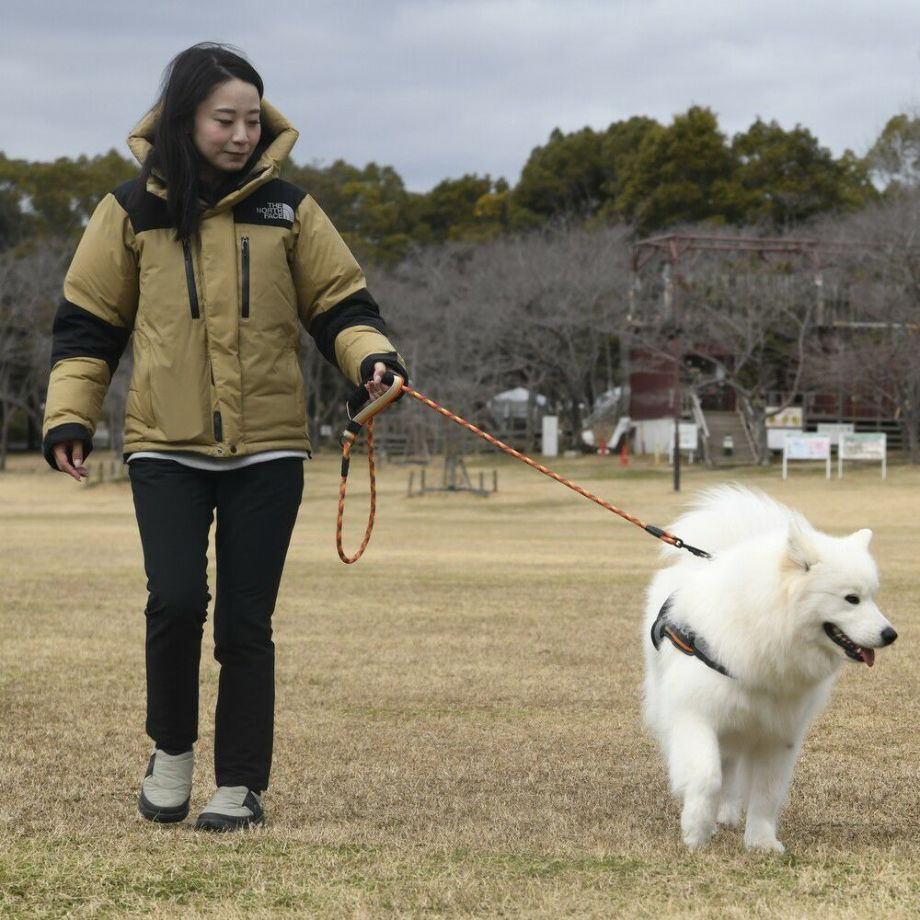 ＧＷ　Ｐーハンドル　ロープリーシュ　エコ　150【L】リード  犬  GEWALK  ジウォーク  リード