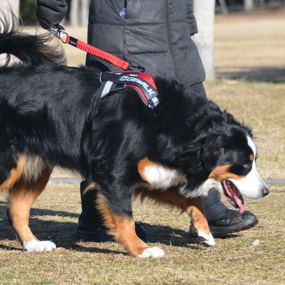 ＧＷ　ヘビー　デューティー　ストレッチ　リーシュ 48【L】リード  犬  GEWALK  ジウォーク  リード