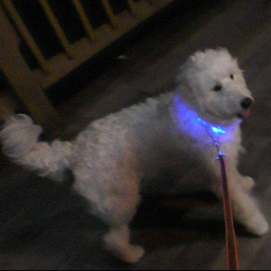 ＬＥＤセーフティフラッシュネックリング【S】  犬  GEWALK    ネックリング