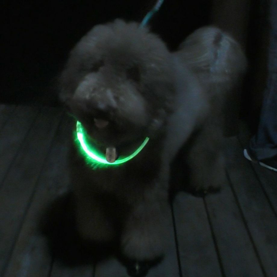 ＬＥＤセーフティフラッシュネックリング【S】  犬  GEWALK    ネックリング