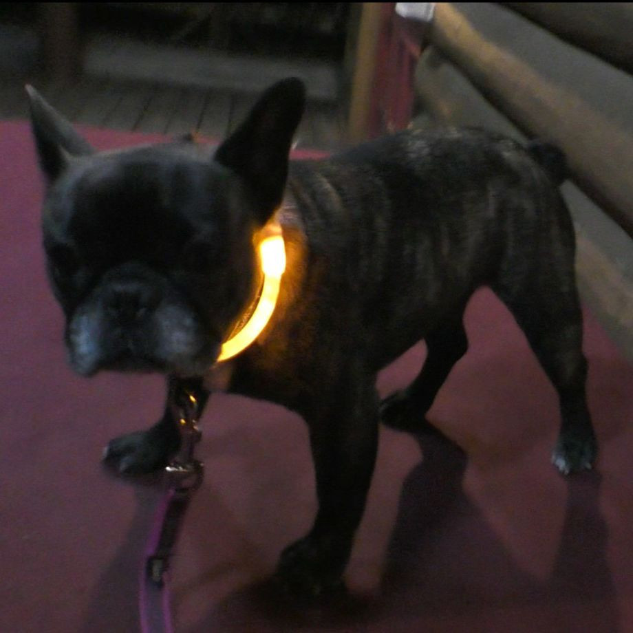 ＬＥＤセーフティフラッシュネックリング【L】  犬  GEWALK    ネックリング