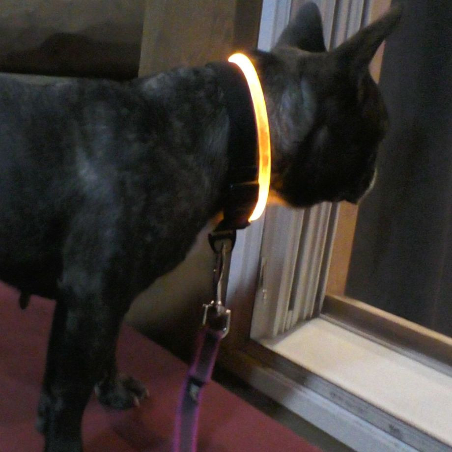 ＬＥＤセーフティフラッシュネックリング【L】  犬  GEWALK    ネックリング