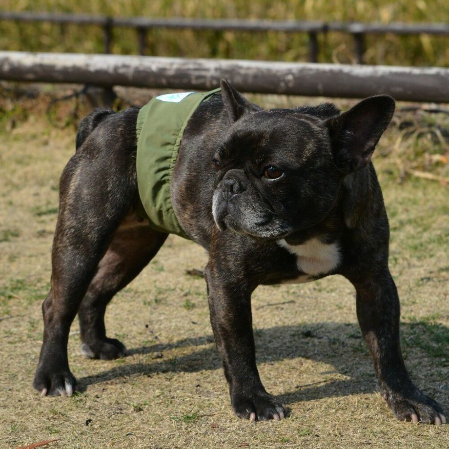 ４０３　マナーベルト　エコ  犬  GEWALK    マナーベルト