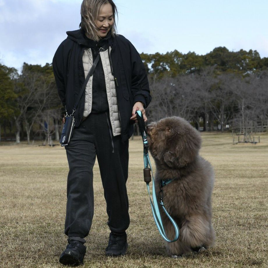 プープ　バッグ　ディスペンサー　エコ  犬  GEWALK  ジウォーク  プープ バッグ ディスペンサー