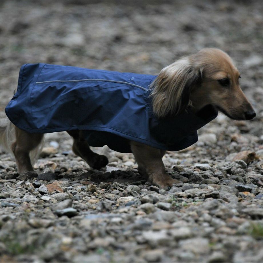 プロテクト レインコート【DM BS BM　ダックスフンド/ブルドッグ専用サイズ】  犬  GEWALK    レインコート