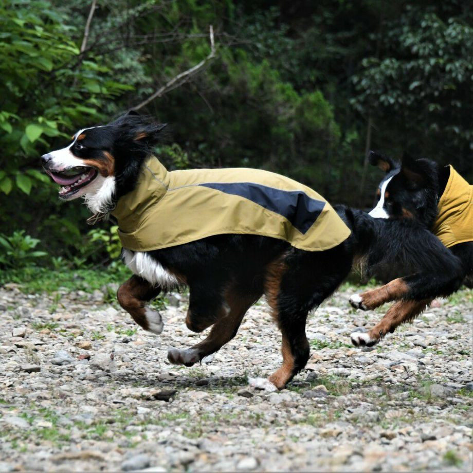 プロテクト レインコート【XXL】  犬  GEWALK    レインコート