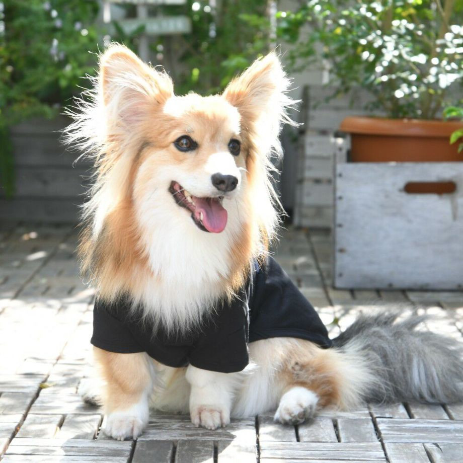 グラフィックＴシャツロゴ【CG】コーギー専用サイズ  犬  GEWALK  ジウォーク  Tシャツ・カットソー