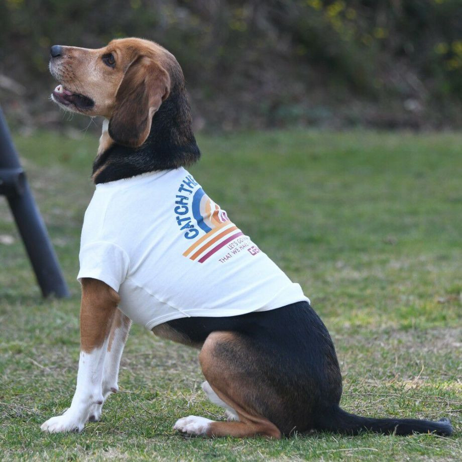 グラフィックＴシャツロゴ【L】  犬  GEWALK  ジウォーク  Tシャツ・カットソー