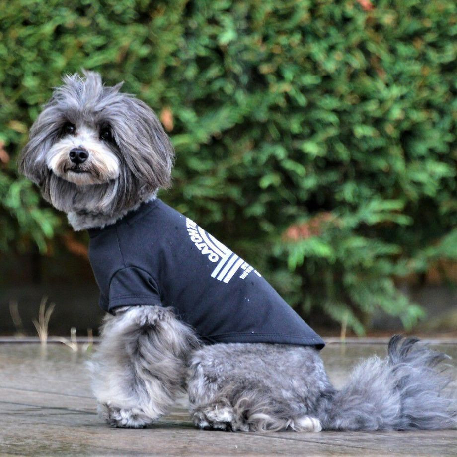 グラフィックＴシャツロゴ【L】  犬  GEWALK  ジウォーク  Tシャツ・カットソー