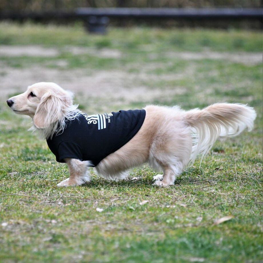 グラフィックＴシャツロゴ【DM】ダックスフンド専用サイズ  犬  GEWALK  ジウォーク  Tシャツ・カットソー