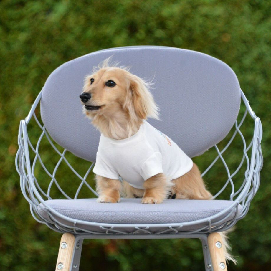 グラフィックＴシャツロゴ【DM】ダックスフンド専用サイズ  犬  GEWALK  ジウォーク  Tシャツ・カットソー